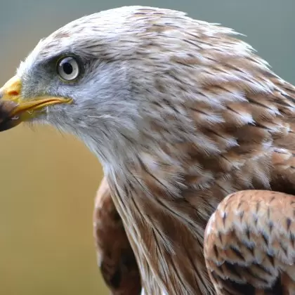 Eagle